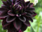 BlackDahlia