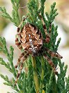 Araneidae