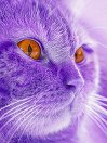 PURPLECAT