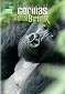 Záchrana druhů - Gorily na pokraji vyhynutí