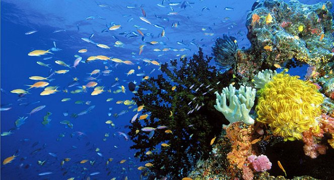 Jean-Michel Cousteau: Podmořské dobrodružství - Z filmu