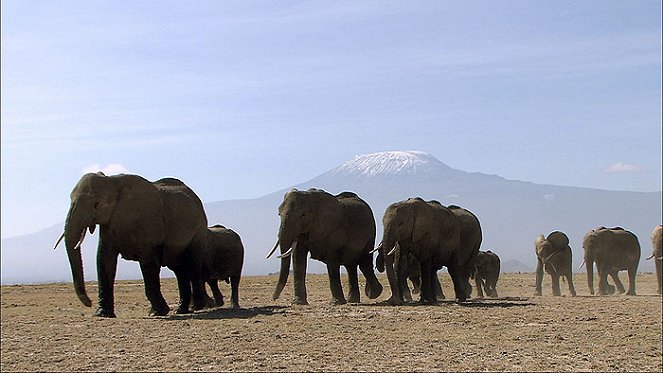 Království divočiny: Afričtí sloni - Z filmu