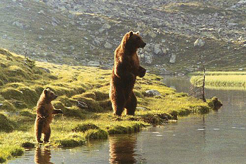 Medvěd - Z filmu - medvěd Youk, medvěd Bart