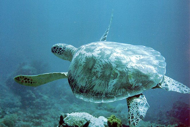 Peňu Peňu - želvy z Celebeského moře - Z filmu