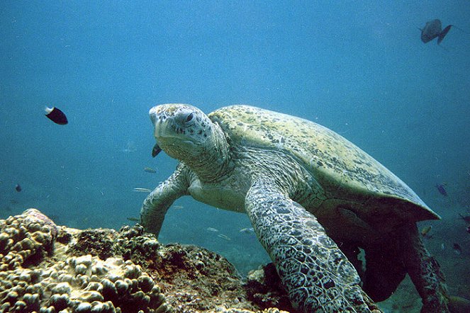 Peňu Peňu - želvy z Celebeského moře - Z filmu