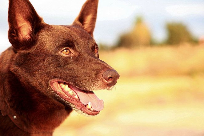 Red Dog - psí legenda - Z filmu - Koko