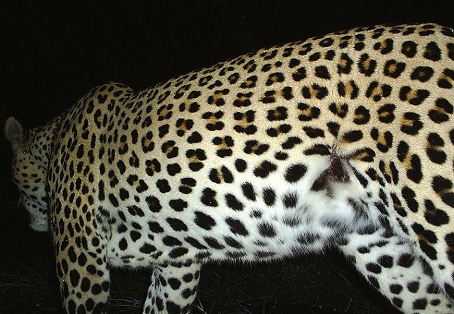 Hledání legendy: Černý leopard - Z filmu