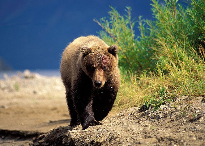 Hodný i zlý grizzly - Z filmu