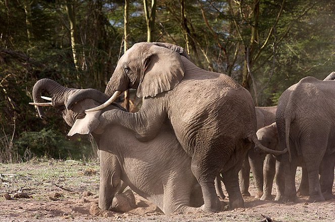 Echo a sloni z Amboseli - Z filmu