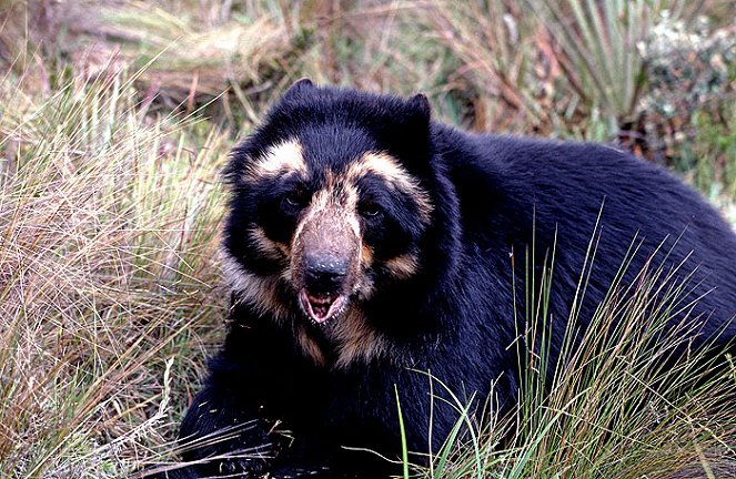 Svět přírody - Medvědi brýlatí: Stíny lesa - Z filmu