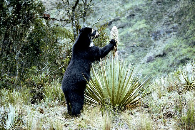 Svět přírody - Medvědi brýlatí: Stíny lesa - Z filmu