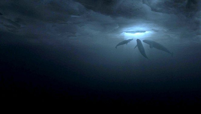 Máme rádi velryby - Z filmu