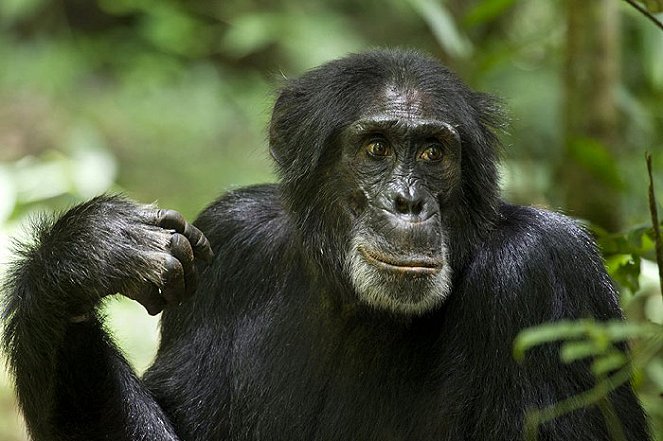 Šimpanzi - Z filmu