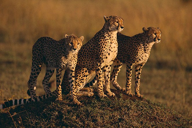 Království gepardů - Z filmu