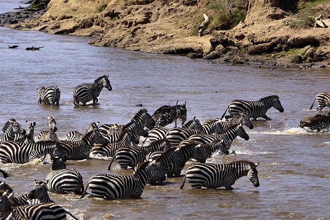 Velkolepý park Serengeti - Z filmu