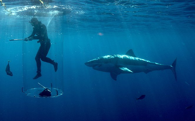 Invaze žraloků bílých - Z filmu