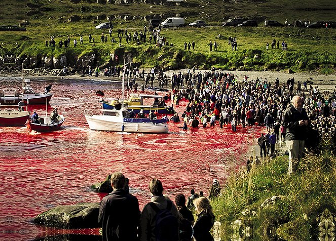 Boj o velryby - Pobřeží vikingů - Z filmu