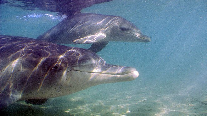 Svět přírody - Delfíni ze Žraločí zátoky - Z filmu