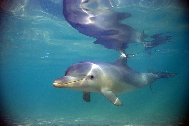Svět přírody - Delfíni ze Žraločí zátoky - Z filmu
