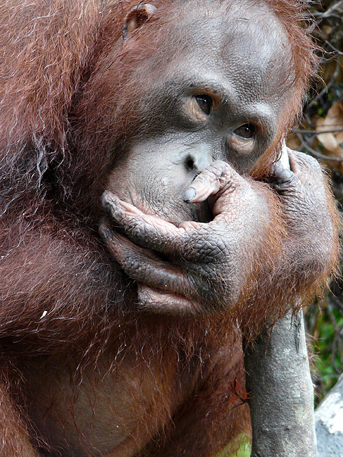 Ostrov orangutanů - Z filmu