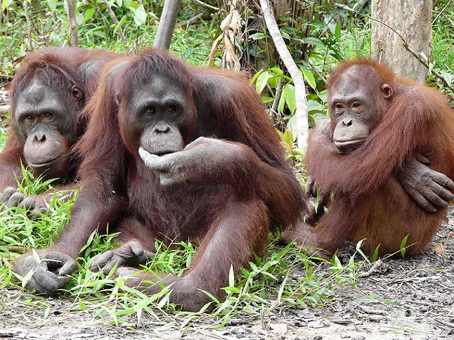 Ostrov orangutanů - Z filmu