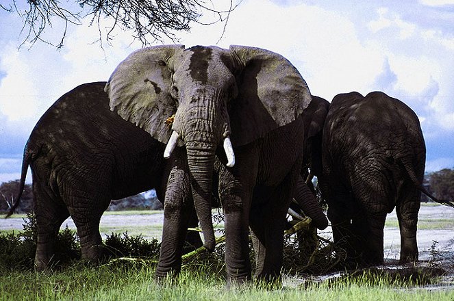 Odvrácená strana slonů - Z filmu