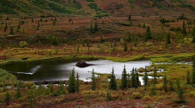 Divoká Aljaška: Národní park Denali - Z filmu
