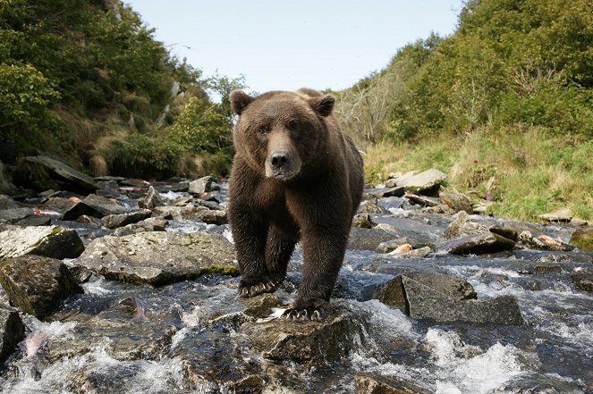 Sám mezi medvědy grizzly s Richardem Terrym - Z filmu