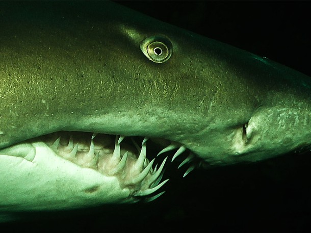 Nejnebezpečnější žraloci světa - Z filmu