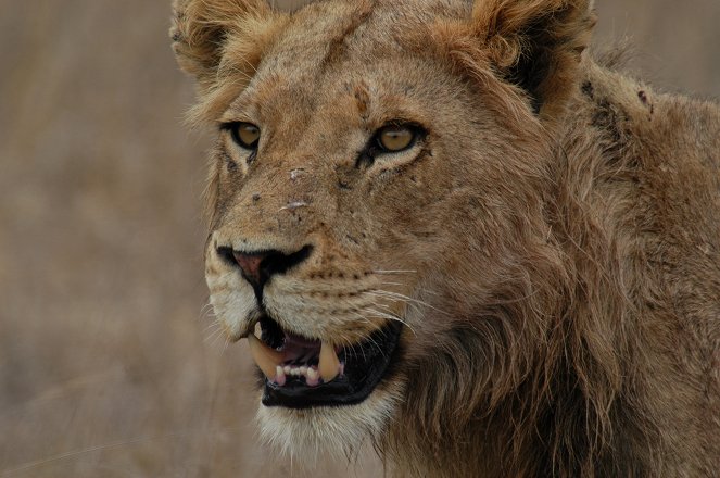 Největší zabijáci Afriky - Z filmu