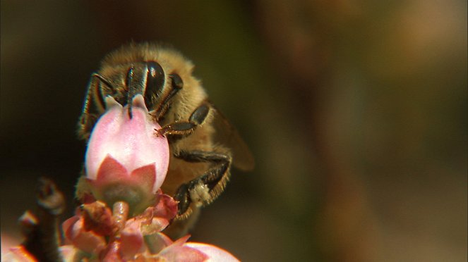 Mlčení včel - Z filmu