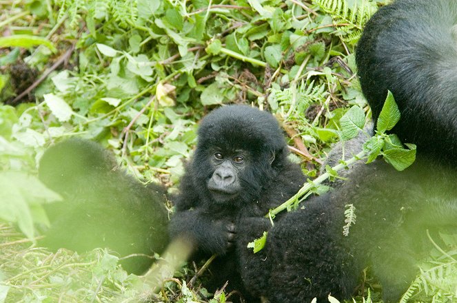 Záchrana druhů - Gorily na pokraji vyhynutí - Z filmu