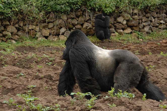 Záchrana druhů - Gorily na pokraji vyhynutí - Z filmu
