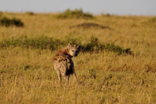 Universum: Hyeny z Masai Mara - Z filmu