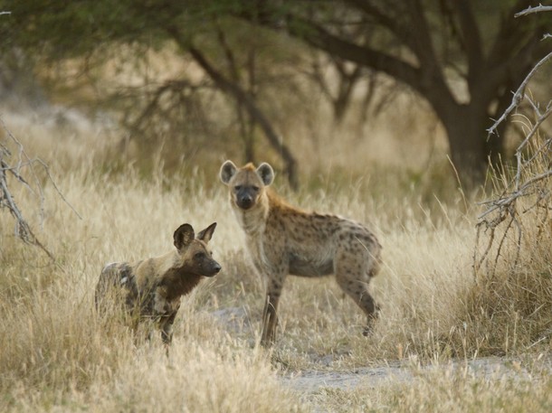 Příběh psa hyenovitého - Z filmu