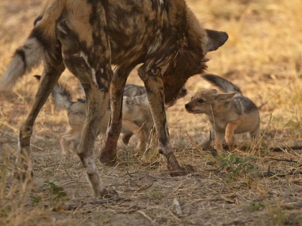 Příběh psa hyenovitého - Z filmu