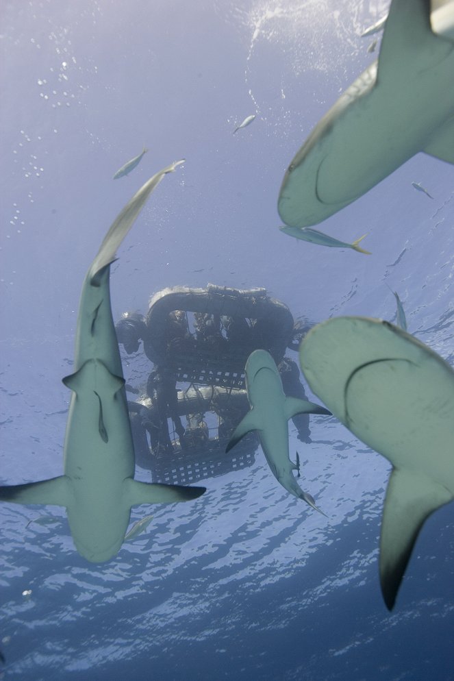 Vůbec nejhorší žraločí útok: moře strachu - Z filmu