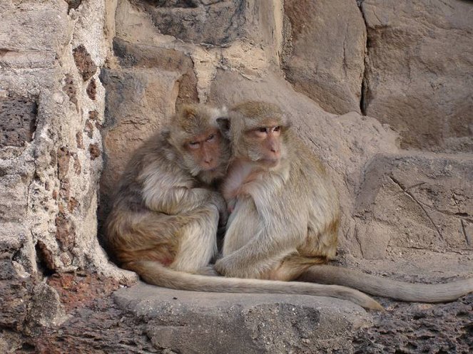 Romeo a Julie: Opičí příběh - Z filmu