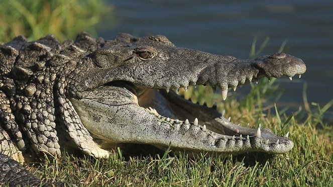 Hroziví krokodýli - Z filmu