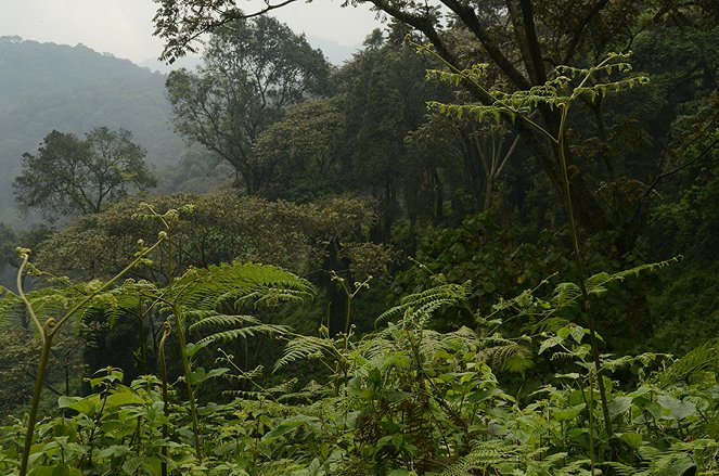 Na cestě - Na cestě po Rwandě - Z filmu