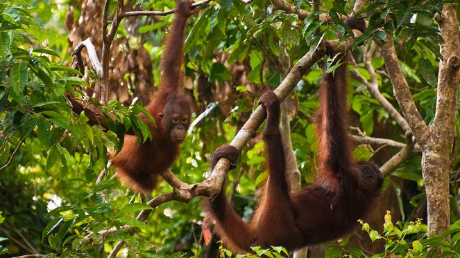 Záchrana orangutanů - Z filmu