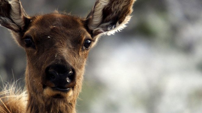 Divoký Yellowstone: Vlčice - Z filmu