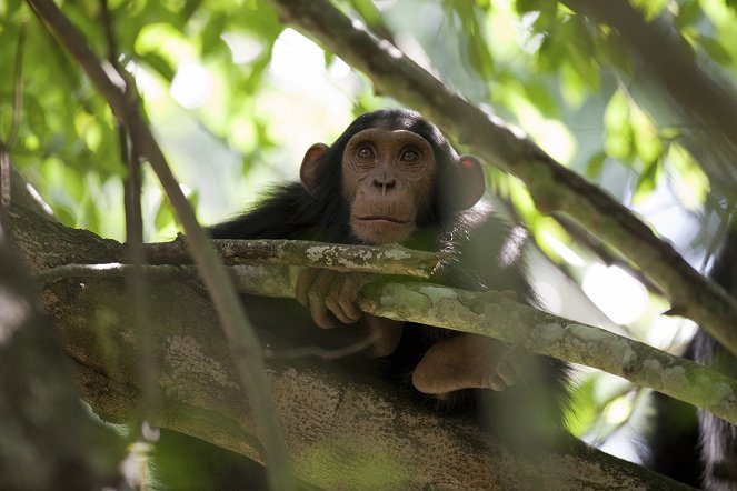 Svět přírody - Šimpanzi ze ztraceného kaňonu - Z filmu