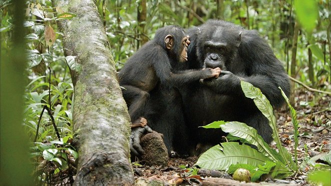 Šimpanzi - Z filmu