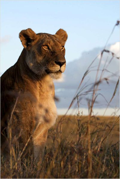 Africké kočky: Království odvahy - Z filmu