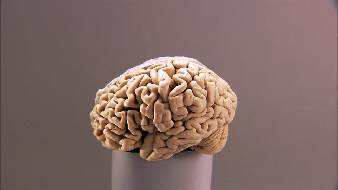 Lidský mozek: Kde sídlí zlo? - Z filmu
