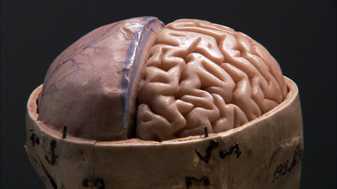 Lidský mozek: Kde sídlí zlo? - Z filmu