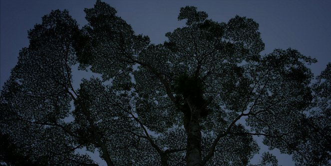 Pod klenbou stromů - Z filmu