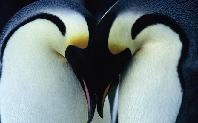 Putování tučňáků - 