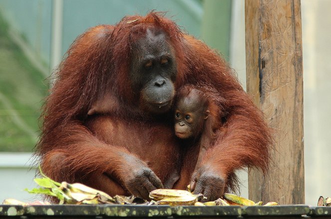 Setkání s orangutany - Z filmu